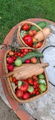 Récolte du potager en Octobre