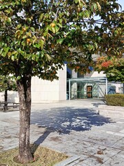 Autumn season persimmon tree in front of modern architecture