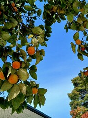 Autumn season persimmon trees and blue sky 