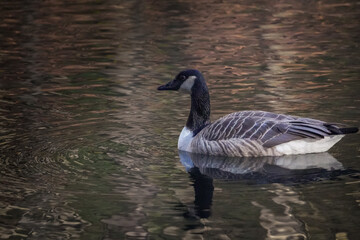 Canada goose (Branta canadensis) gliding on calm reflective water at sunset. Peaceful wildlife scene for nature and serenity concepts.