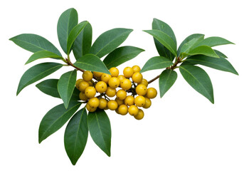 Isolated shrub with green leaves and yellow berries, on a blank background, botanical beauty