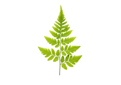 Isolated fern frond with symmetrical arrangement of leaflets, a beautiful leaf specimen