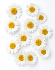 Fototapeta premium Delicate white daisies scattered on white background