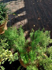 Small flower pots with green plants decorated on the vintage wooden deck