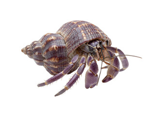 Isolated, hermit crab in its shell, crawling, detailed features, marine animal, studio shot