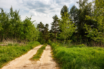 Winding dirt road through lush green grass, flanked by dense forest trees under a cloudy sky