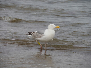 An adult European Herring Gull stands calmly in the shallow water on the beach, looking directly ahead on a cloudy, textured day.