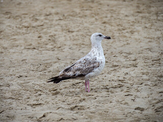 Headshot of a juvenile European Herring Gull with speckled feathers standing on the fine sand on a sunny summer day at the seaside.
