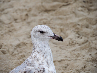 Close-up portrait of a young European Herring Gull standing on the sandy beach looking to the right side on a bright summer day.