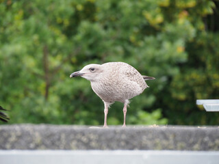 Close-up of a speckled juvenile seagull standing watchfully on a concrete barrier under bright daylight.