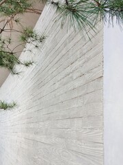 Curved white stone vintage wall with evergreen pine tree leaves