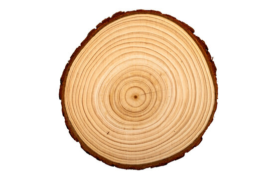Perfectly centered circular tree trunk slice showing detailed annual growth rings and natural bark edge: Symbolizes nature, time, growth, history, and organic texture design element
