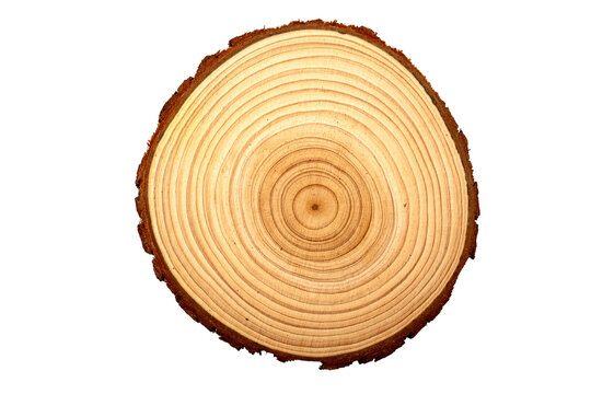 Perfectly centered circular tree trunk slice showing detailed annual growth rings and natural bark edge: Symbolizes nature, time, growth, history, and organic texture design element