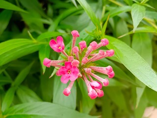 pink flowers with buds view with green leaves background