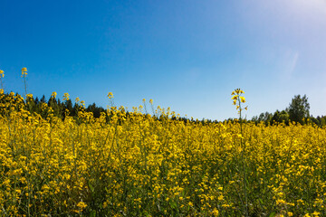 Vibrant yellow rapeseed field under a clear blue sky, stretching towards a distant forest. A symbol of spring, agriculture, and natural beauty