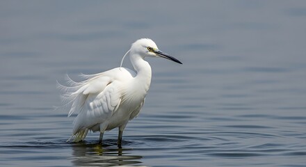 Obraz premium Elegant Little Egret Standing in Shallow Water.