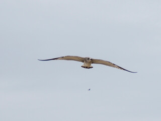 A single, slightly distant seagull in mid-flight with wings fully extended, captured against a bright, uniform sky.