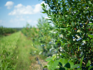 Blueberry picking on a plantation. Blueberries close-up