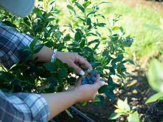 Blueberry picking on a plantation. Blueberries close-up