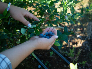 Blueberry picking on a plantation. Blueberries close-up