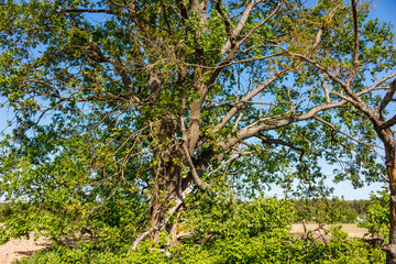 Majestic oak tree with lush green foliage and sturdy branches under a clear blue sky, towering above a vibrant natural landscape