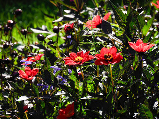 Cluster of vivid red dahlia flowers and buds surrounded by dark green leaves in a sunny summer garden
