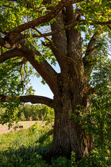 Majestic old oak tree with textured bark and lush green leaves, its mighty branches reaching towards the clear blue sky