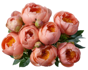Romantic peony bouquet of pink and coral flower blossoms. This beautiful flora shows fresh, delicate beauty, perfect for gift or elegant spring celebration