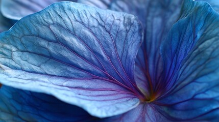 Detailed blue violet flower petal