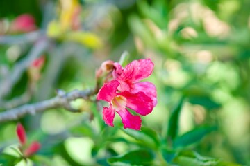 Obraz premium Vibrant Pink Moss Rose (Portulaca Grandiflora) Flowers in Full Bloom with Lush Green Foliage on a Sunny Day