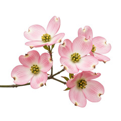 Delicate pink dogwood blossoms branch isolated on black studio shot isolated on transparent background