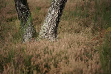 Birken Stamm mit Gras in einer mitteleuropäischen Heide Landschaft
