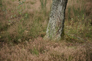 Birken Stamm mit Gras in einer mitteleuropäischen Heide Landschaft