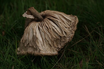 Beinahe verfallener Pilz, der sich wegen seiner Überreife zersetzt