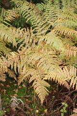 Details von Farn Kraut in herbstlicher Stimmung und Situation