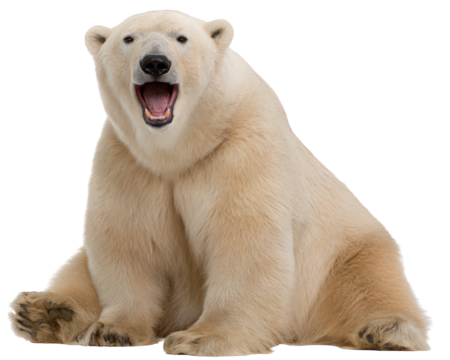 Funny polar bear animal sitting with humorous expression and big smile. Large white fur creature roaring loudly, isolated on transparent background for design