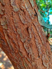 The mahogany bark appears dry with a rough texture and natural cracks, still firmly attached to the...