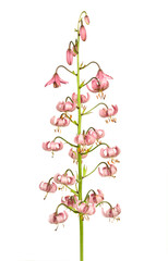 Lilium martagon (martagon lily) flower