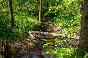 A sturdy fallen log bridges a tranquil woodland stream, a verdant path beckoning deeper into nature's embrace. Sunlight filters through the lush canopy, painting a serene, untouched wilderness scene