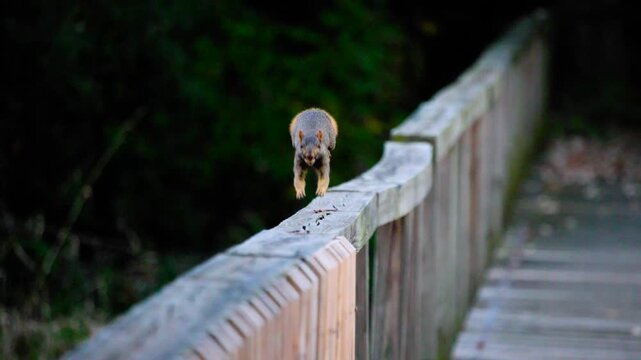 Slow Motion of Fox Squirrel (Sciurus niger) on Nature Trail Bridge in Wisconsin