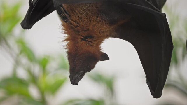 Close-up zoom shot of Indian flying fox bat hanging on a chikoo tree during the day, climbing branches and searching for food in natural light.