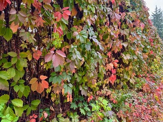 Green leaves background