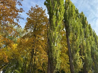 trees in autumn