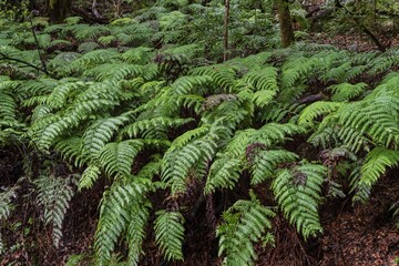 Thick green ferns growing under trees in the humid forest of Anaga Rural Park, Tenerife. Lush tropical vegetation, wild jungle foliage and natural eco background of Canary Islands nature. © Olha