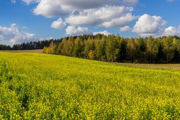 Barwy jesieni na Wzgórzach Sokólskich, Podlasie, Polska © podlaski49