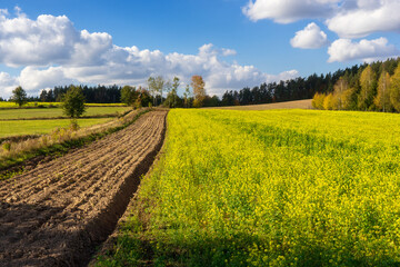 Barwy jesieni na Wzgórzach Sokólskich, Podlasie, Polska © podlaski49