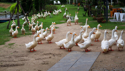 White ducks the farm pond