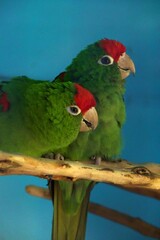 closeup of parrots