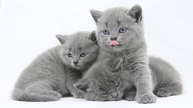 british kitten t on a white background