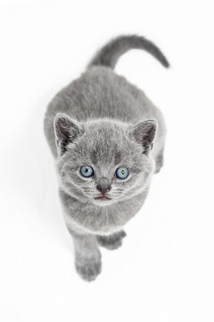 british kitten on white